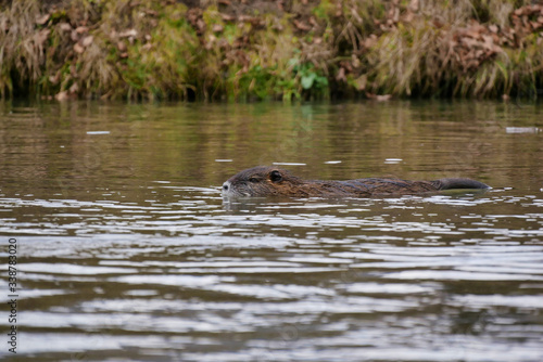 Wild lebende Nutrias am Fluss