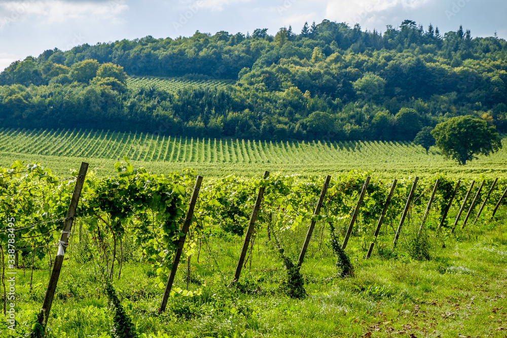 vineyard landscape in Surrey England
