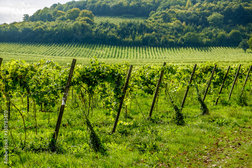vineyard landscape in Surrey England