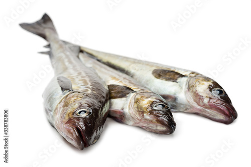 Freshly caught alaska pollock fish photo