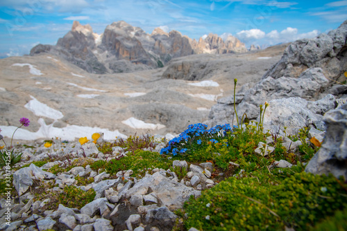 Dolomiten Palagruppe mit Bergblumen photo