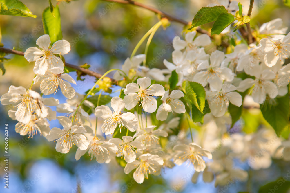 Fototapeta premium Kirschblüte im Frühling