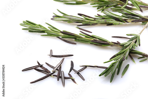 sprig of rosemary shot on a white background