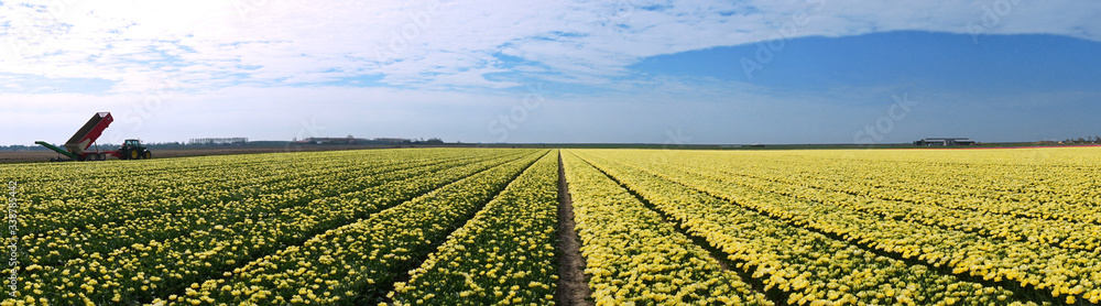 Panoramic view of landscape of blooming yellow tulips flowers in springtime in the Netherlands real Dutch tulips on a flowerbed