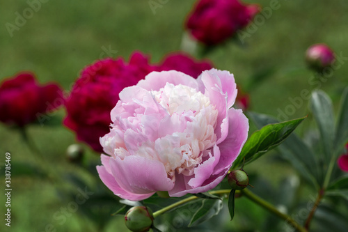 Wallpaper Mural Bouquet of fresh pink peonies in garden Torontodigital.ca