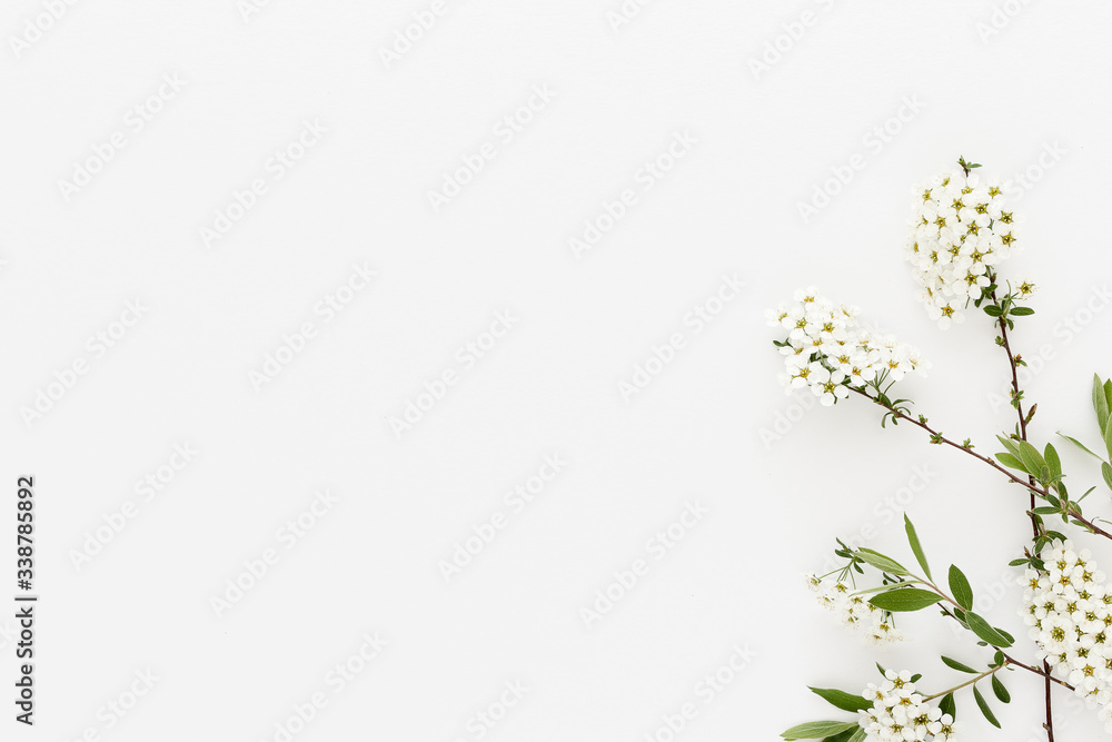 Minimal style photography. White flowers on white background, natural creative composition top view background with copy space for your text. Flat lay. Minimal style photography. White flowers on white background, natural creative composition top view background with copy space for your text. Flat lay.