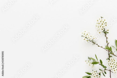 Minimal style photography. White flowers on white background  natural creative composition top view background with copy space for your text. Flat lay.