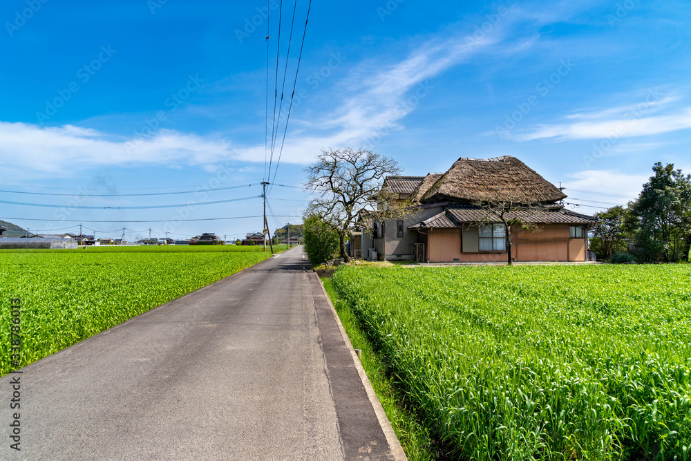wheat field with thatched roof house is in Saga prefecture, JAPAN 