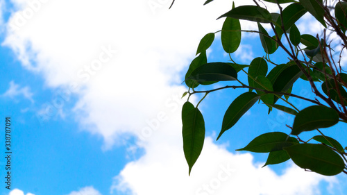 Leaves on a background of blue sky with clouds. Ficus Benjamin's grade Natasha. Green houseplant on the window. Growing and caring for plants. Flower business. Postcard, poster. Copy space.