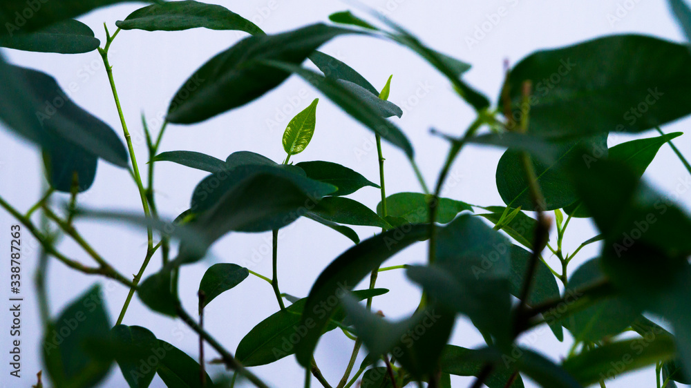 View through the green leaves. Selective focus. Variety Ficus Benjamin Natasha. Indoor plant. Growing and caring for plants. Flower business. Postcard, poster. View through the green leaves. Selective focus. Variety Ficus Benjamin Natasha. Indoor plant. Growing and caring for plants. Flower business. Postcard, poster.