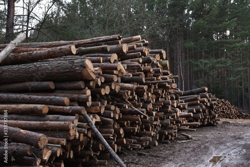 Stack of cut pine tree logs in a forest. Wood logs, timber logging, industrial destruction, forests Are Disappearing, illegal logging