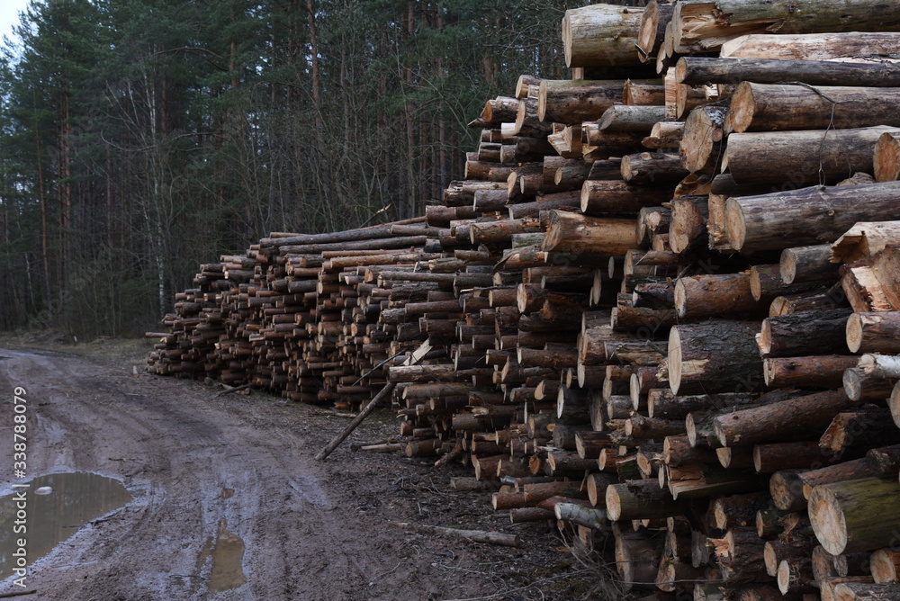 Stack of cut pine tree logs in a forest. Wood logs, timber logging, industrial destruction, forests Are Disappearing, illegal logging Stack of cut pine tree logs in a forest. Wood logs, timber logging, industrial destruction, forests Are Disappearing, illegal logging