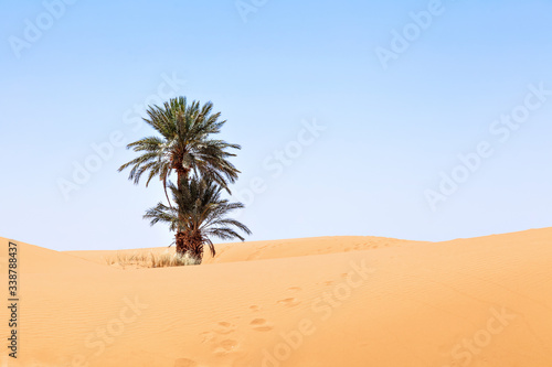 Palm Trees in Sahara Desert Morocco. Copy Space.