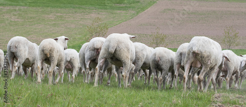 Fototapeta Naklejka Na Ścianę i Meble -  Schafe von hinten