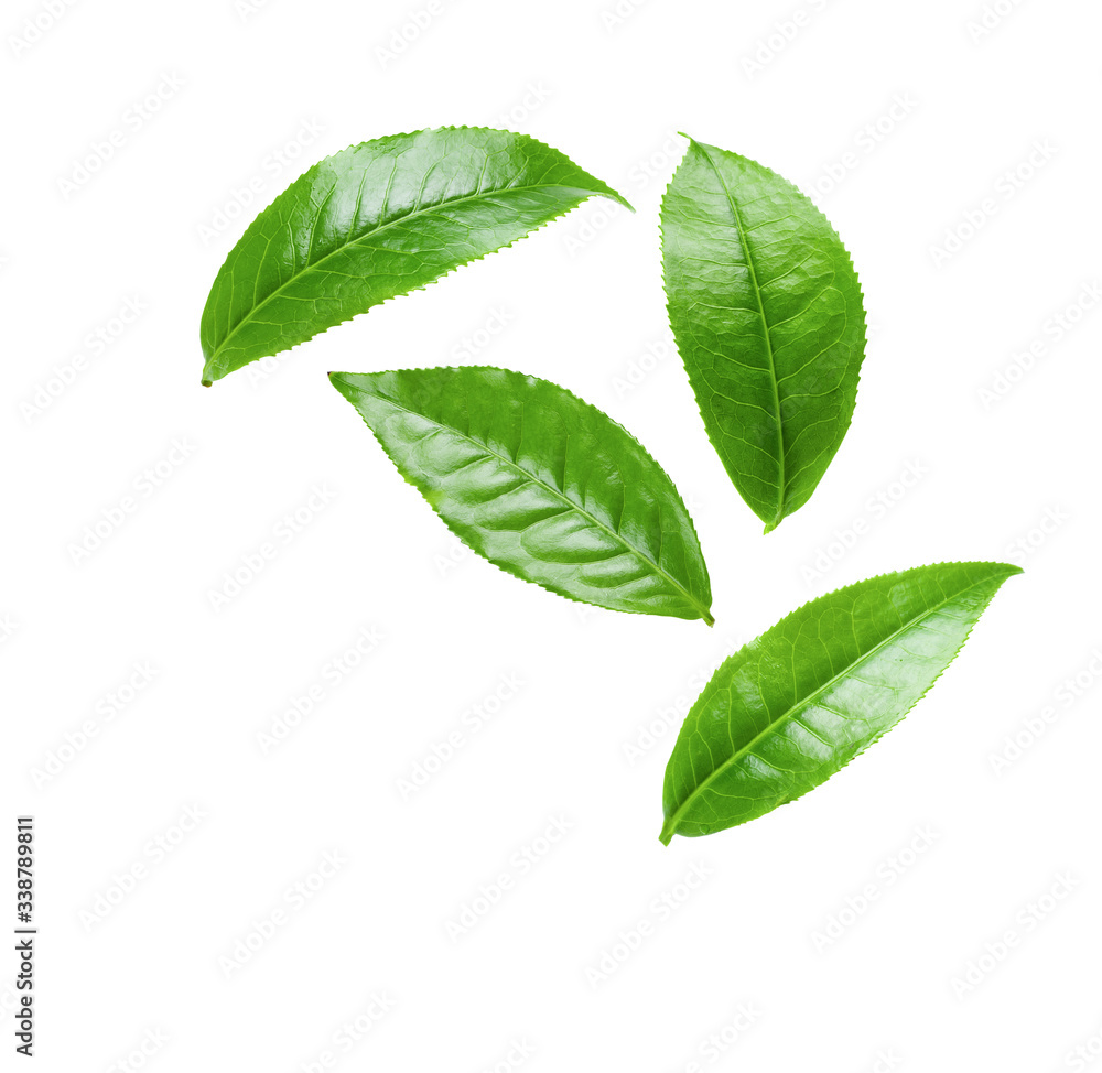 Green tea leaf on white background Green tea leaf on white background
