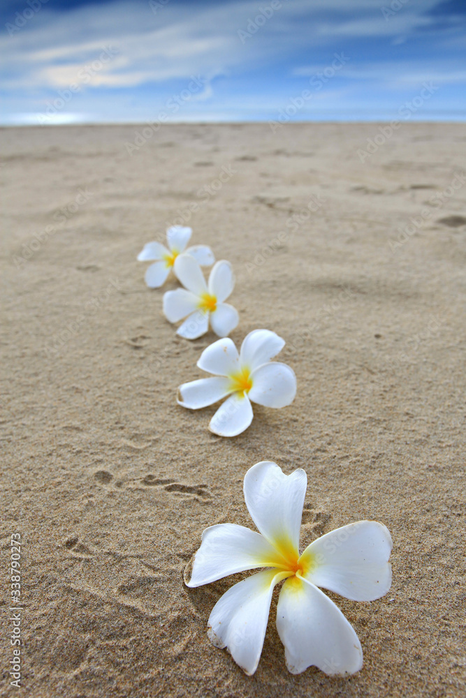 Plumeria flowers are placed on clean beaches, Thailand Plumeria flowers are placed on clean beaches, Thailand