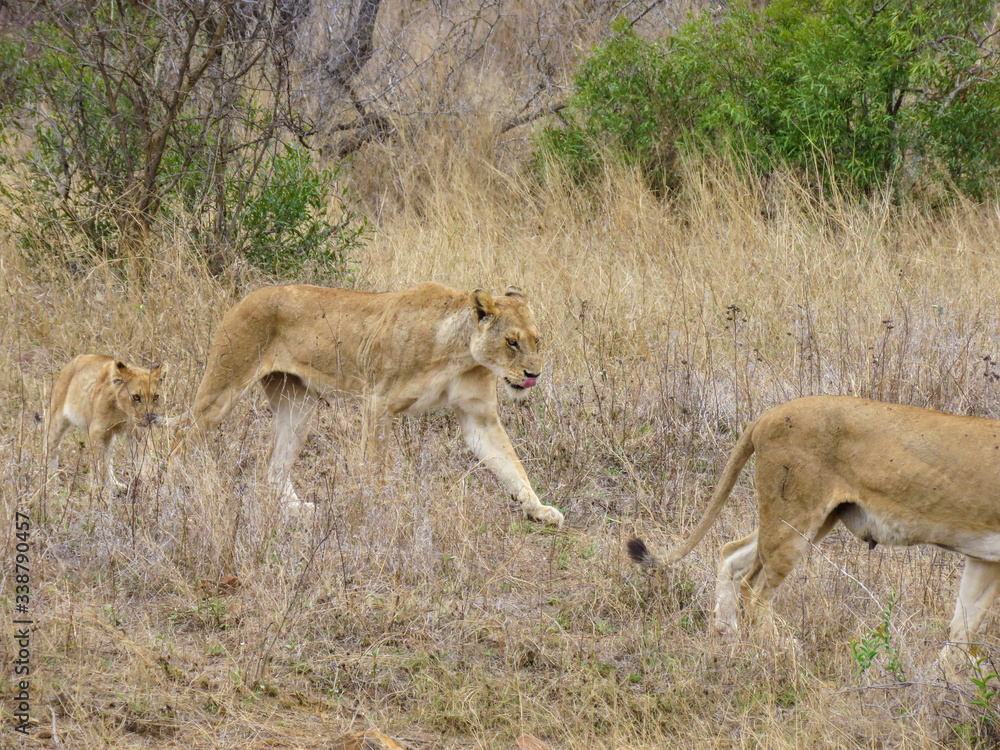 Lion Lion