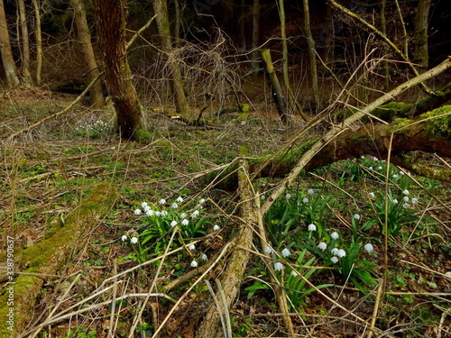 Czech Republic-viev of the flower spring snowflake in forest near Trutnov