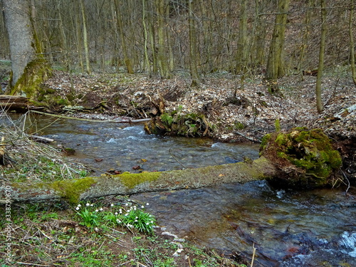 Czech Republic-viev of the flower spring snowflake and Gold stream near Trutnov