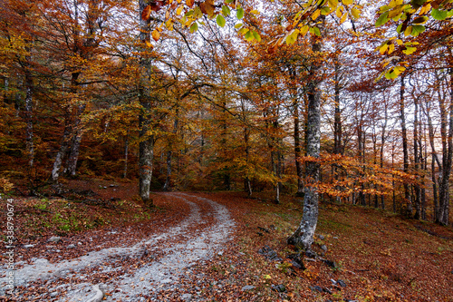 Bosque de Peloño photo