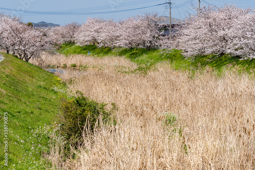 Cherry blossom flowers are in bloom beside a stream in Fukuoka city, JAPAN.