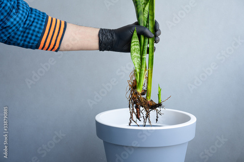 Person holding potted plant photo