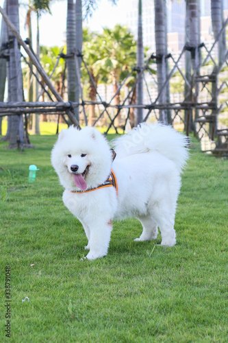 white dog in the park