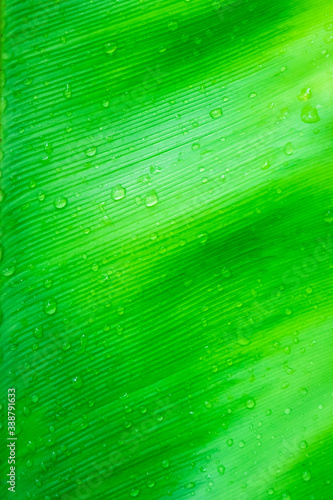 Natural pattern backdrop texture of green leaves