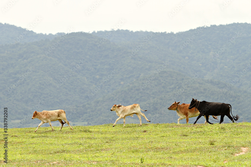 Little cattles calf strain beef master happy in the kui buri grassland with mountain background.