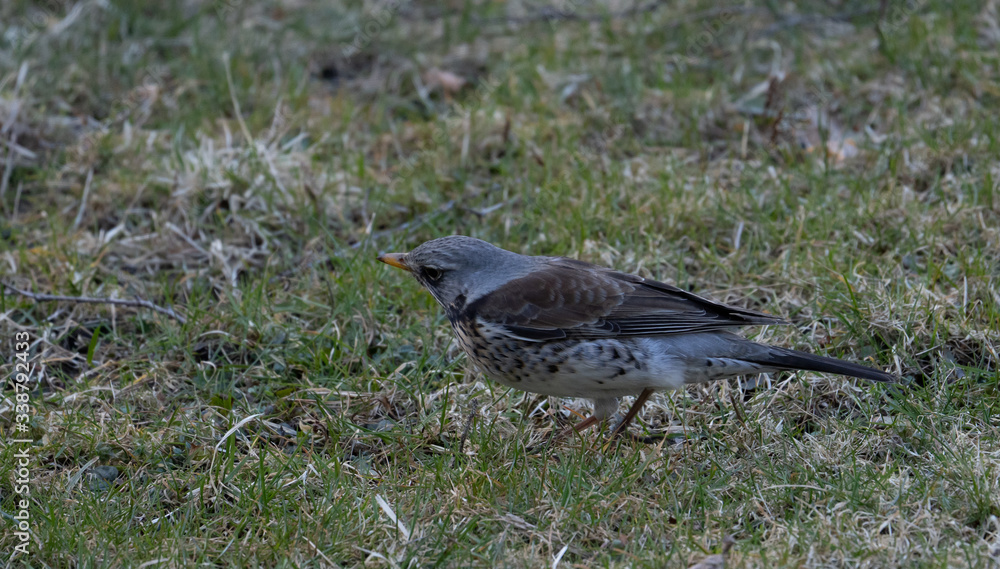 Kwiczoł, Turdus pilaris, średniej wielkości ptak wędrowny z rodziny drozdowatych Kwiczoł, Turdus pilaris, średniej wielkości ptak wędrowny z rodziny drozdowatych