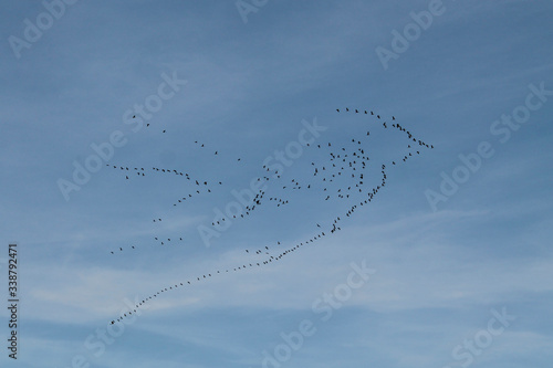 Flying away birds the key. Blue sky background
