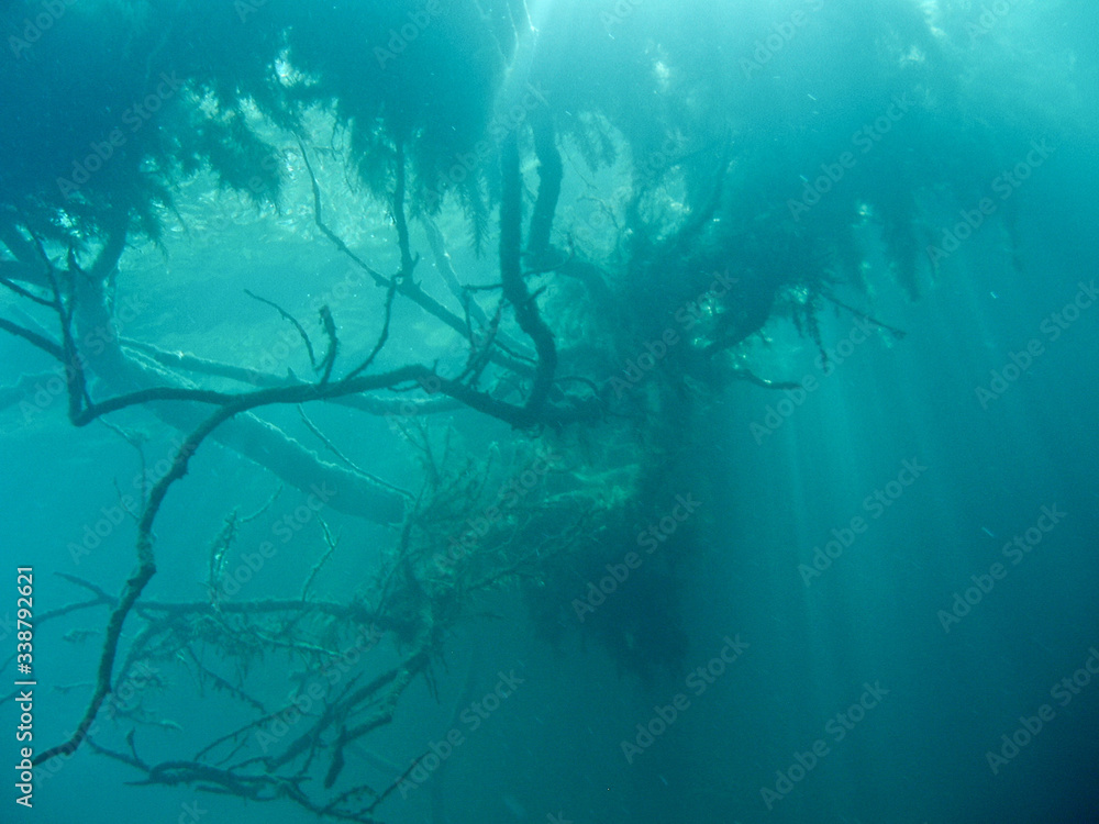 Arbol bajo el agua con juego de luz. Arbol bajo el agua con juego de luz.