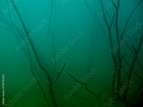 Arboles en un lago. © Felix