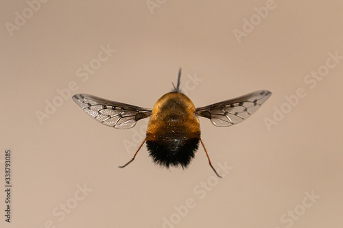 A bee fly in flight on a sunny day in spring photo