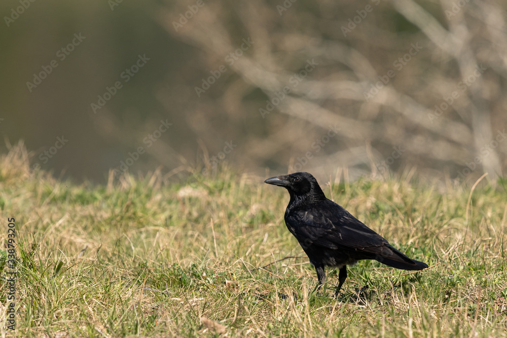Fototapeta premium A carrion crow sitting in a meadow on a sunny day in spring