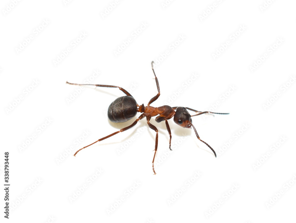 Close-up on red wood ant Formica rufa isolated on white background Close-up on red wood ant Formica rufa isolated on white background