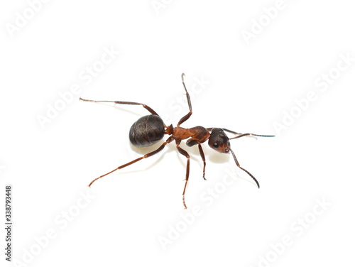 Close-up on red wood ant Formica rufa isolated on white background