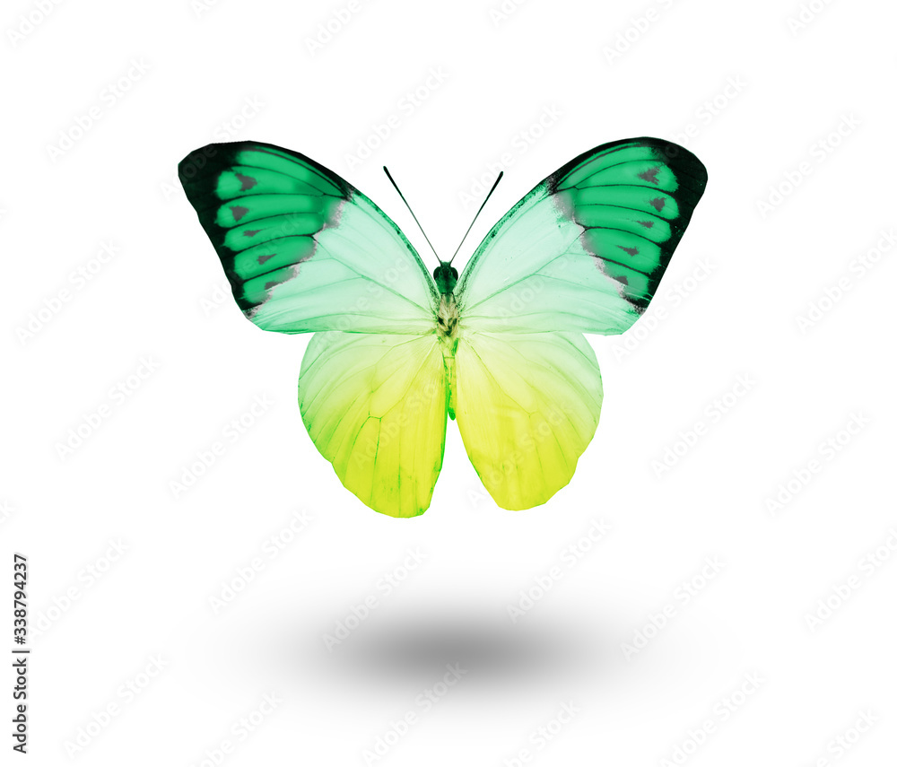 Color butterfly , isolated on white background Color butterfly , isolated on white background