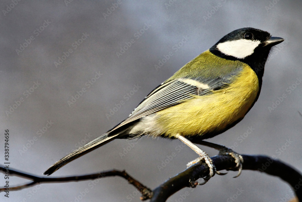 Fototapeta premium Profil