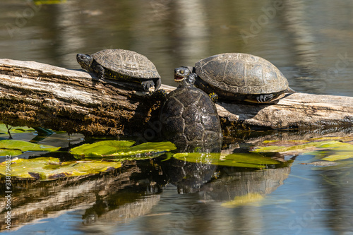 European pond turtles sunbathing on a piece of wood in a pond