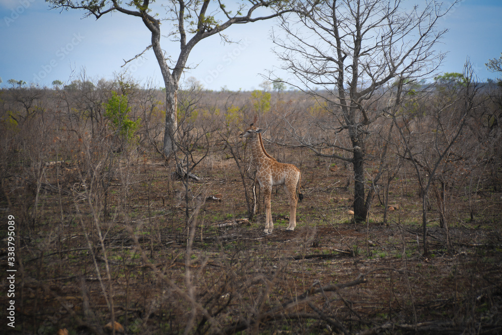 Naklejka premium Wildlife