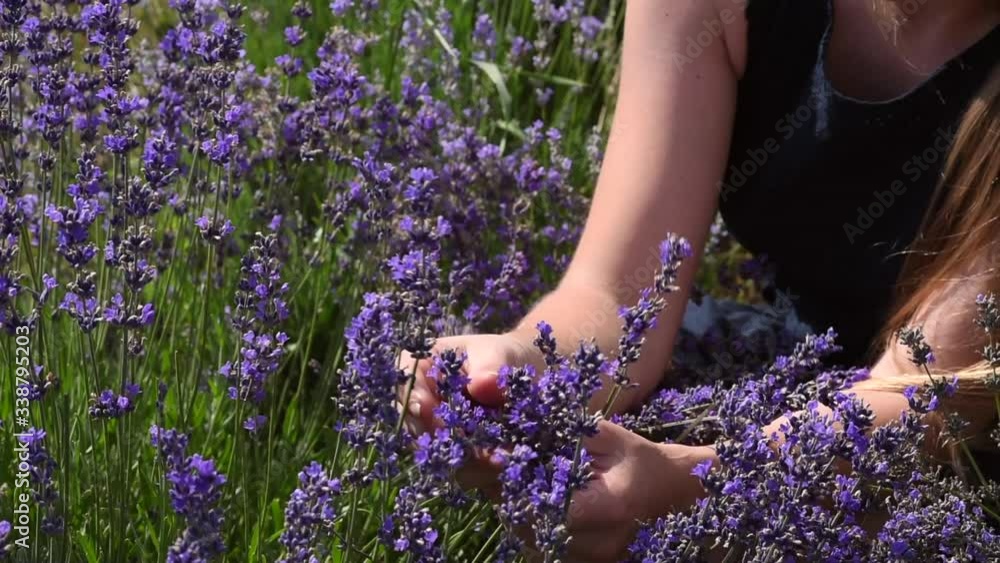 Girl's hands touching, sniffing purple lavender flowers in field. Woman tenderly holds lavender in summer sunlight. Blooming of lavender flowers. Aromatherapy, smelling. Enjoy. Relax time. Closeup.