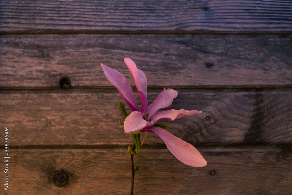 Magnolien Blutte auf Holz Hintergrund. Magnolien Blutte auf Holz Hintergrund.