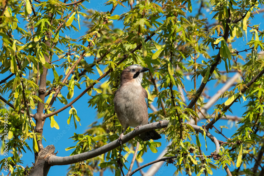 Fototapeta premium Eurasian Jay sitting in a tree on a sunny day in spring