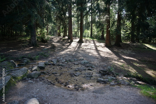 Shadows in the forest, Karkonoski National Park