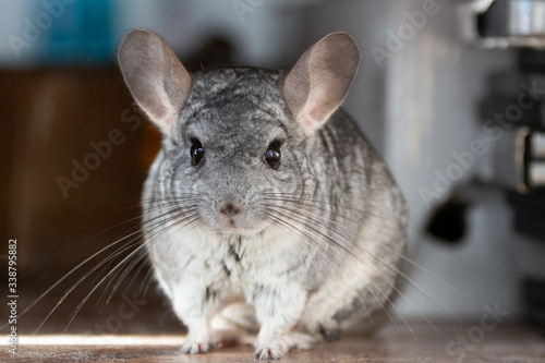 Fluffy chinchilla