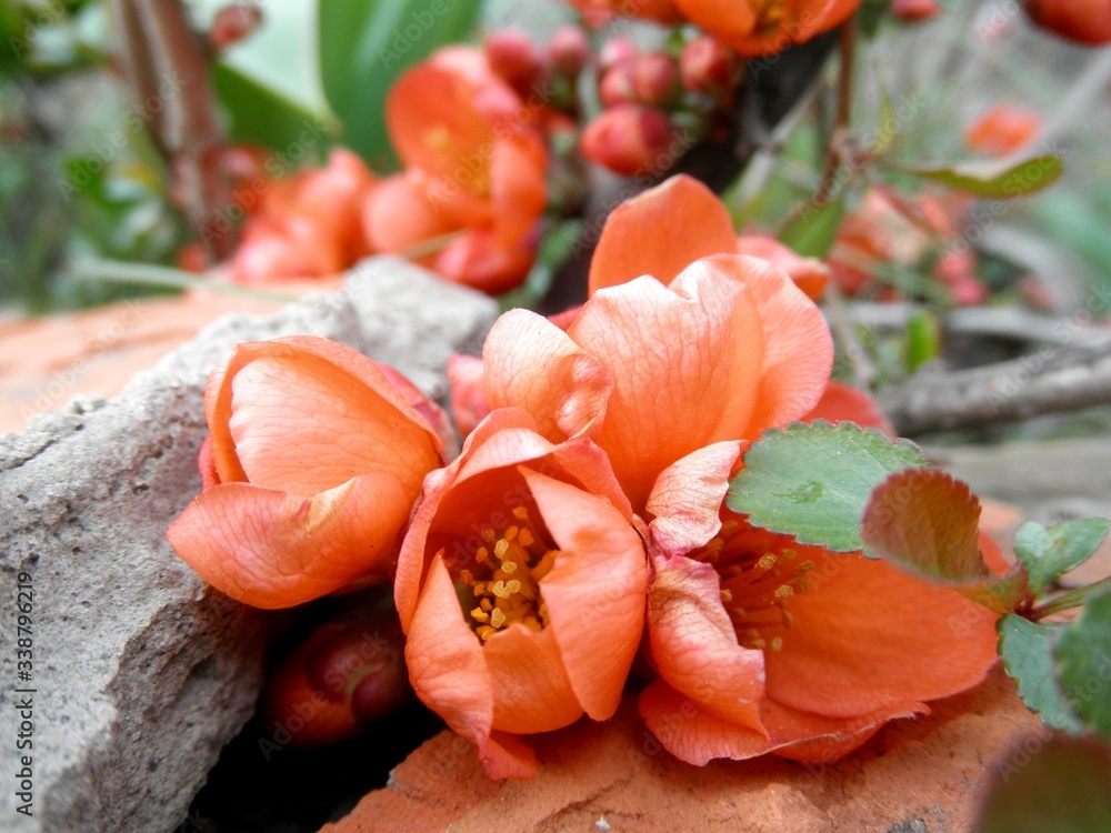 Inflorescence of Japanese quince. Close-up photo
