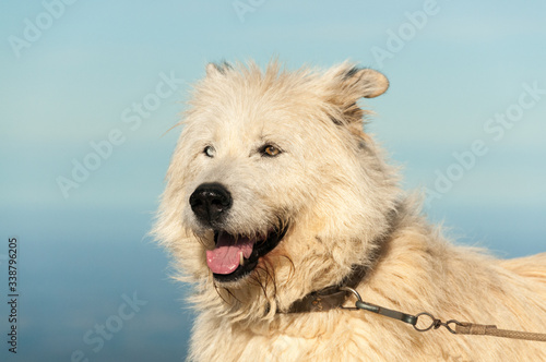 Joli portrait de chien blanc aux yeux vairons tenu en laisse sur fond de ciel bleu 