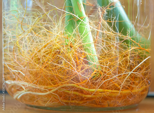 Indoor window planting rooting in glass bottle fibrous roots grow
