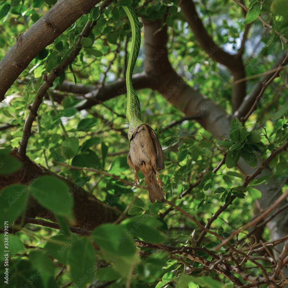 A green whip snake (Ahaetulla prasinus) swallows a caught bird in the crown of a tree. Thailand.